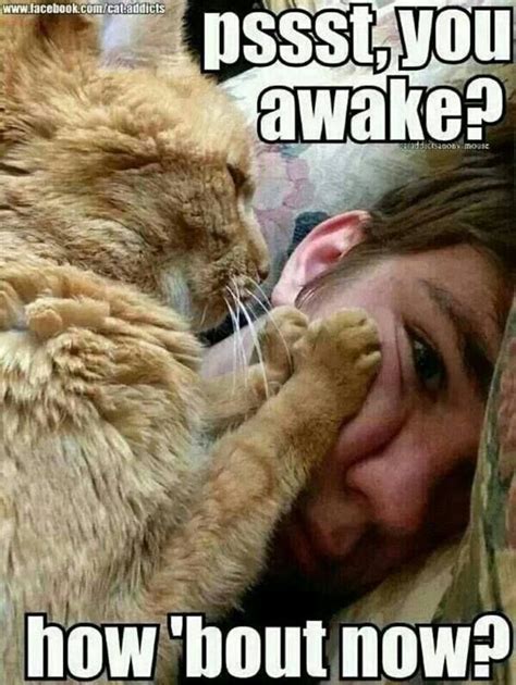 15 Cats Who Are Waking You Up For An Important Task Memes I Can Has Cheezburger