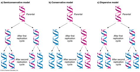 Modes Of Dna Replication