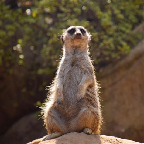 A Throwback To When I First Met A Sentry Meerkat Cool Facts About