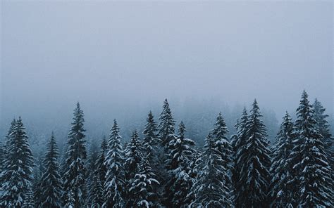 Download Wallpaper 1920x1200 Forest Snow Winter Spruce Trees