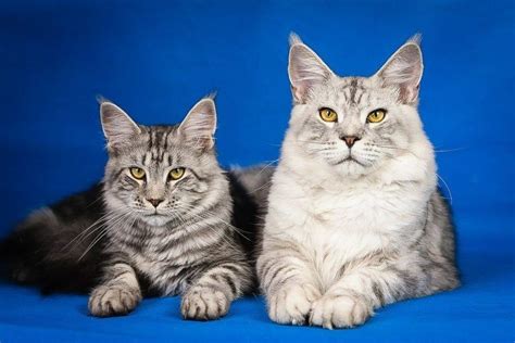 10 Cat Breeds With Manes Like A Lion With Pictures Excitedcats