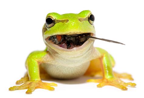 Best Frog Eating Stock Photos Pictures And Royalty Free Images Istock