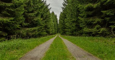 Road Between Green Trees · Free Stock Photo