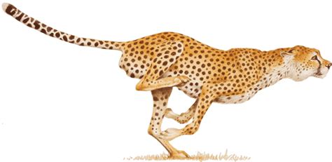 Cheetah Png Transparent Image Download Size 861x420px