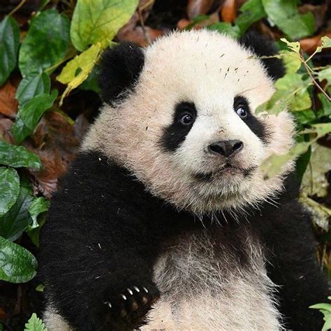 2089 Likes 5 Comments Pandapassion Pandabearpassion On Instagram