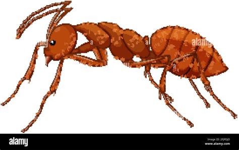 Close Up Of Red Ant In Cartoon Style On White Background Illustration