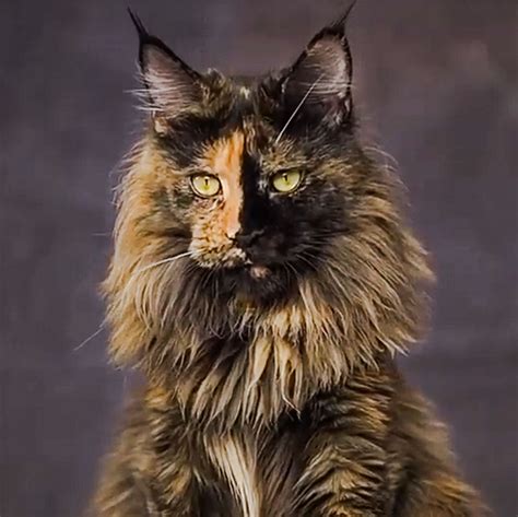 Tortoiseshell Maine Coon With Split Face