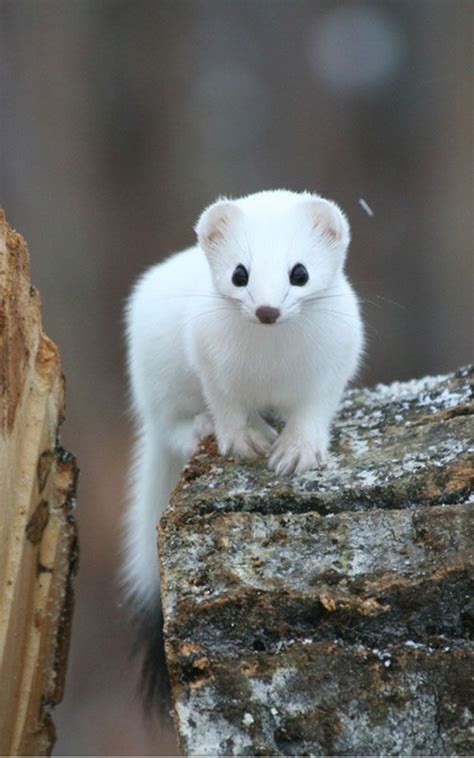 White Stoat Mustela Erminea Cute Ferrets Cute Animals Animals