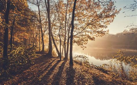 Download Wallpapers Autumn Morning River Fog Yellow Trees Autumn