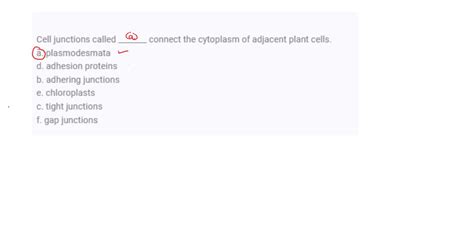 SOLVED Cell Junctions Called Connect The Cytoplasm Of Adjacent Plant Cells A Plasmodesmata D