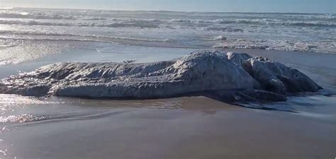 Large Mysterious Blob Like Creature Washes Ashore In Oregon