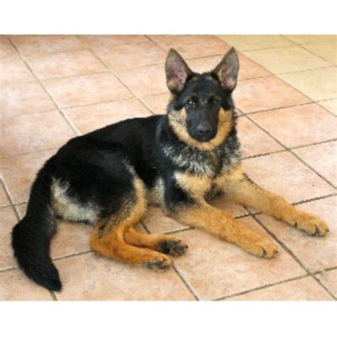 Sound of mind and body, rich in pigment and personality. Lebenshunger German Shepherds, German Shepherd Dog Breeder ...