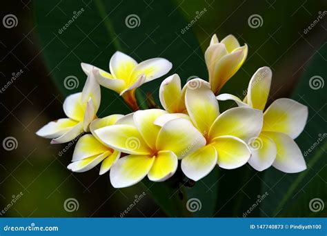 Beautiful Tropical Plumeria Or Frangipani Flowers Stock Image Image