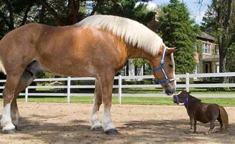 The 7 Largest Horse Breeds In The World With Pictures Otosection