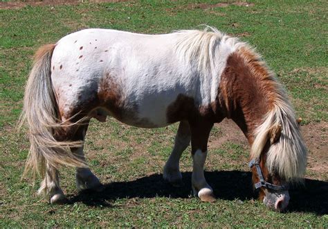 9 Beautiful Rare And Unusual Horse Breeds Pethelpful