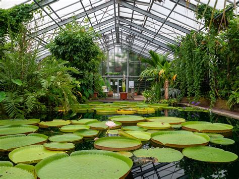 Langzeit Beobachtung Im Victoriahaus Gestartet — Botanische Gärten