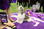 Westminster Dog Show 2023 winners: A complete list including Best in Show