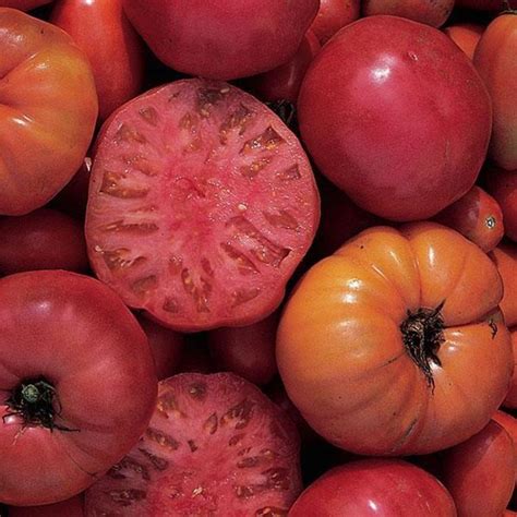 Solanum Lycopersicum Mortgage Lifter Tomato Eberts Greenhouse