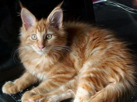 8 Fun Facts About Ginger Tabby Cats Cole And Marmalade