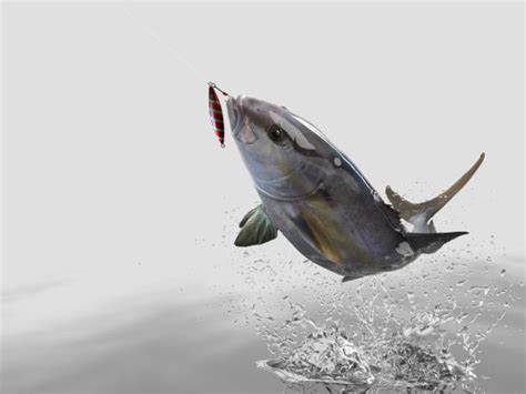 Yellowtail Amberjack Stock Photos Pictures And Royalty Free Images Istock