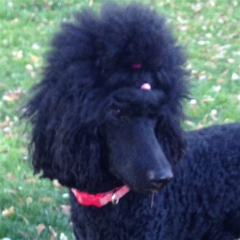 Standard Poodle