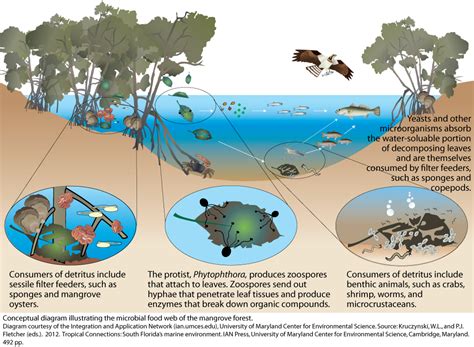 Microbial Food Web Of The Mangrove Forest University Of Maryland