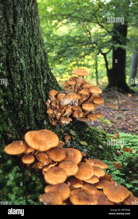Honey Fungus Armillaria Mellea Mushrooms At The Base Of A Tree Trunk
