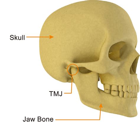 Temporomandibular Joint Disorder Tmd Cameron Dental Center