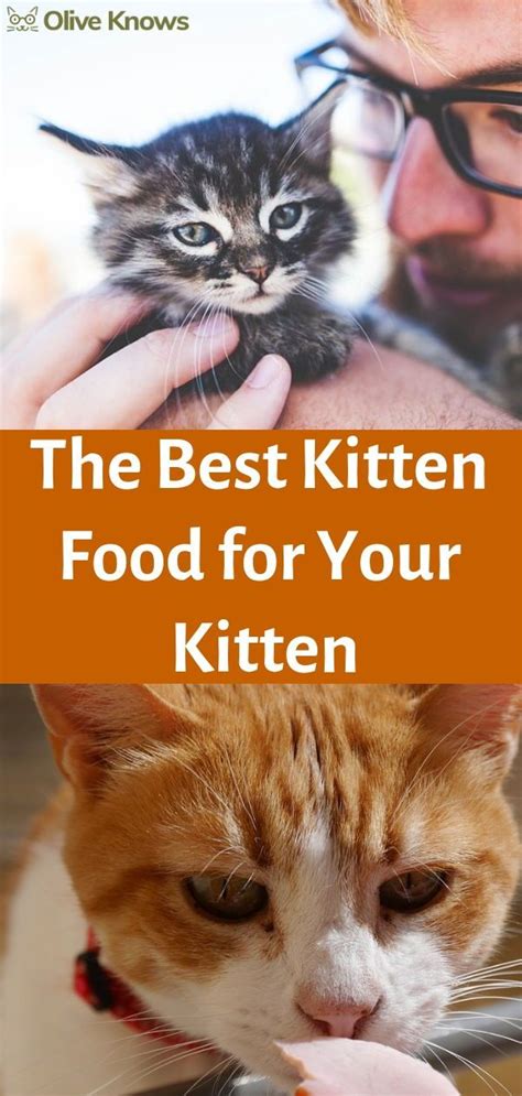 Natural balance whole body health dry kitten formula. Best Kitten Food for Your Little Feline: 2019 Edition ...
