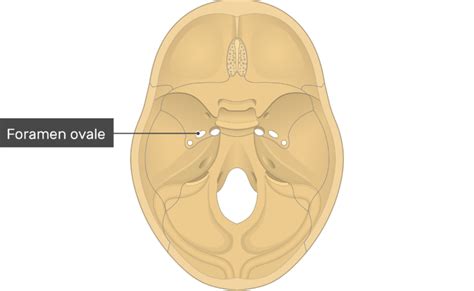 Foramen Ovale Bone