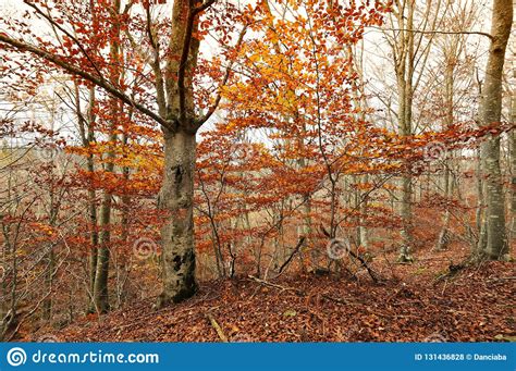 The Colors Of Autumn Yellow Leaves On Beech Trees In A Forest On The
