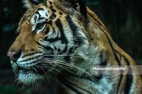 Hapuskan Pemburu Haram Selamatkah Harimau Malaya