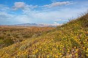 Golden Texas Wildflowers of Big Bend Nat | Big Bend National Park ...