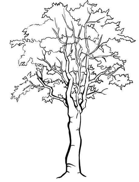 Kako Nacrtati Drvo Slika Kako Nacrtati Drvo 4