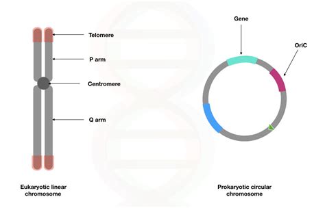 Difference Between Prokaryotic DNA Vs Eukaryotic DNA