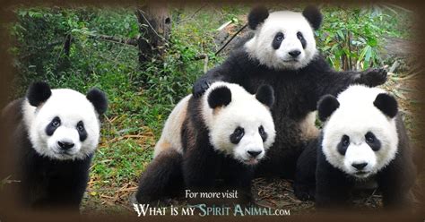 Panda Bear Symbolism And Meaning Spirit Totem And Power Animal
