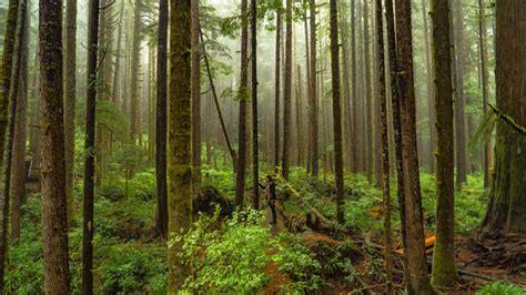 This Must Do Rainforest Hike In Canada Is Out Of This World Escape