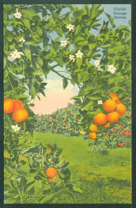 Beautiful Orange Groves In Florida Vintage Linen Scene Unposted Postcard Vintage Florida