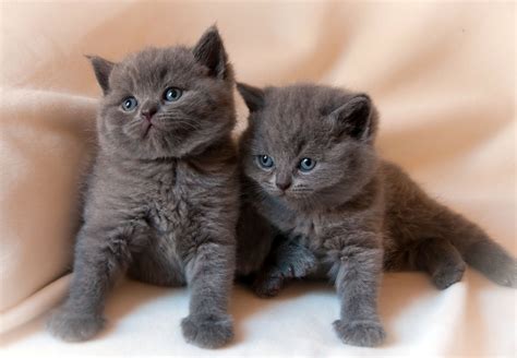 Kittens Baby Kitten Cat Wallpapers Hd Desktop And