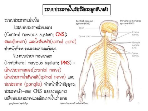 ระบบประสาทส่วนกลางและรอบนอก