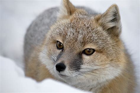Why The Swift Fox Is One Of Canadas Best Wildlife Recovery Stories