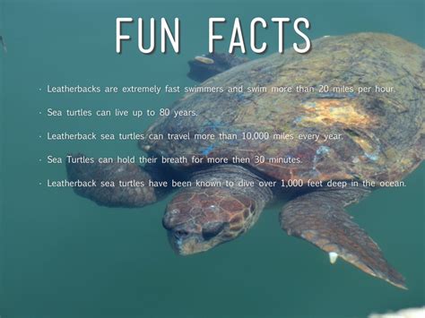 Green Sea Turtle Fun Facts
