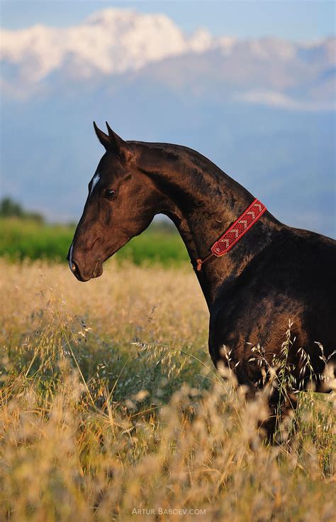 A Magnificent Bay Akhal Teke Standing In A Golden Field By Artur