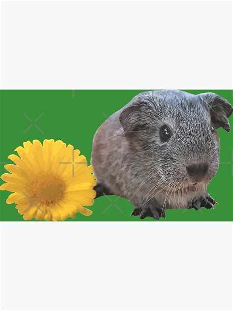 Guinea Pig And Daisy Poster For Sale By Dyobon Redbubble