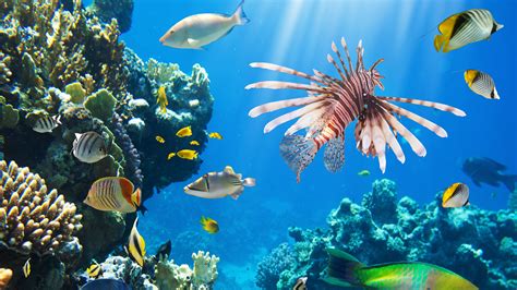 639 Colorful Coral Reefs Hd Rare Gallery Hd Wallpapers