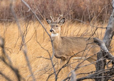 Habitat Needs Of White Tailed Deer North Dakota Game And Fish