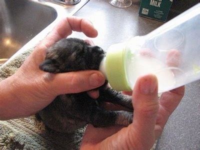 How to tube feed a new born, 10 day old toy poodle puppy. Saving a Puppy: Tube Feeding: Cleft Palate, Whelping and Raising Puppies