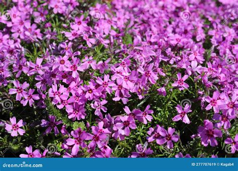 Pink Phlox Subulata Flowers Bloom In The Garden Creeping Mountain