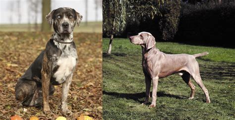 Smooth Haired Weimaraner Vs Catahoula Leopard Breed Comparison