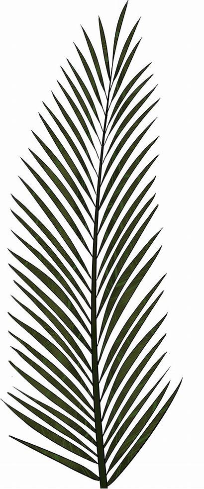 Palm Tree Leaves Svg Transparent Leaf Texture